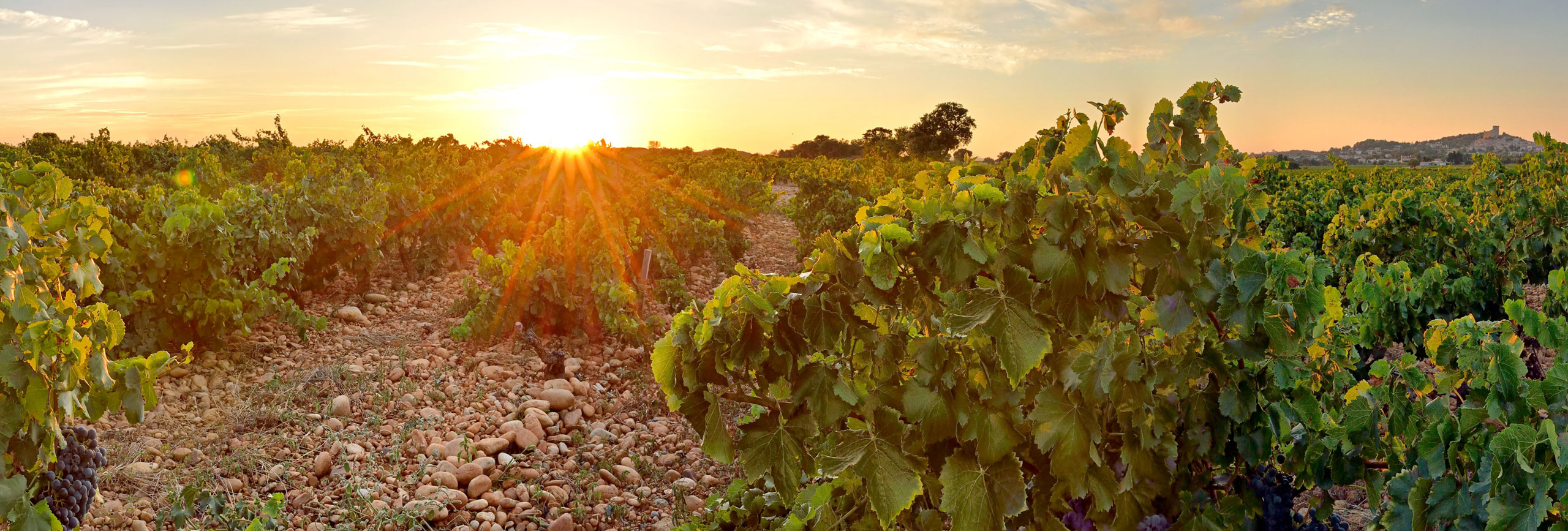 vue-chateauneuf-vigne
